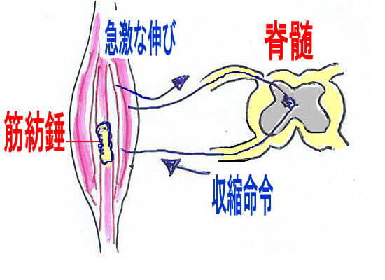 �L�����˂̃��J�j�Y��